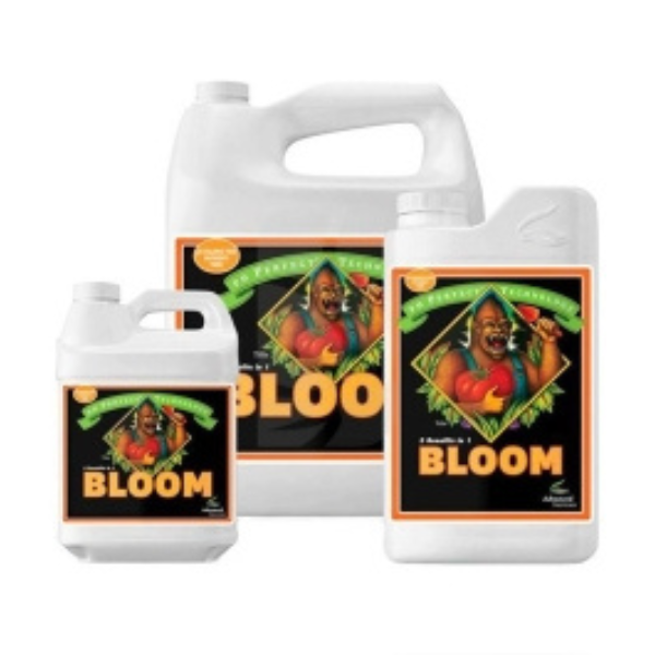 Bloom - AD